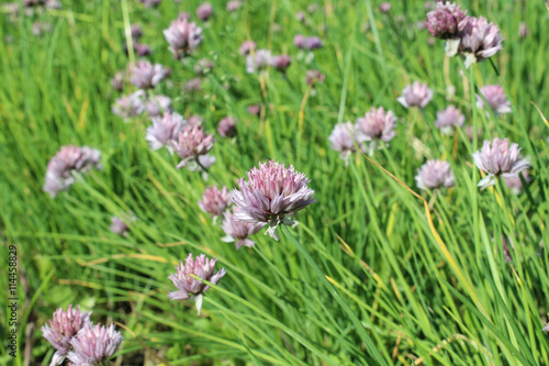 Field of blossom onion