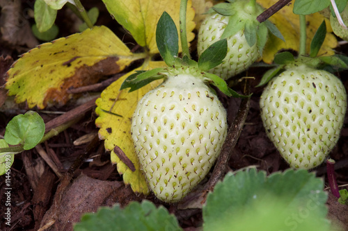 Canvastavla White Strawberries