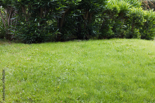 Beautiful green shrub and g...