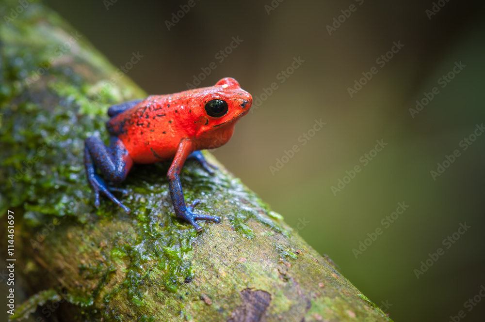Naklejka premium Strawberry Poison-Dart Frog (Oophaga pumilio), La Selva Biological Station, Kostaryka