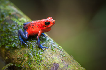 Wandcirkels Kikker Aardbei pijlgifkikker in Costa Rica  © salparadis