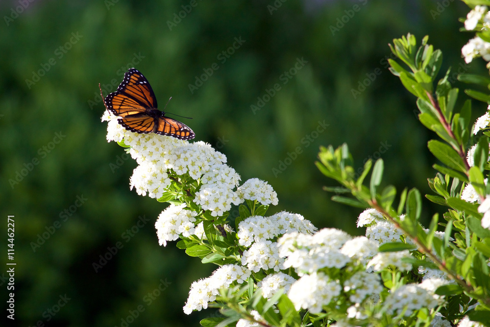 Obraz premium Butterfly on Bridal bush 