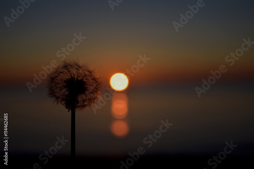 dandelion flower and sunset on the sea
