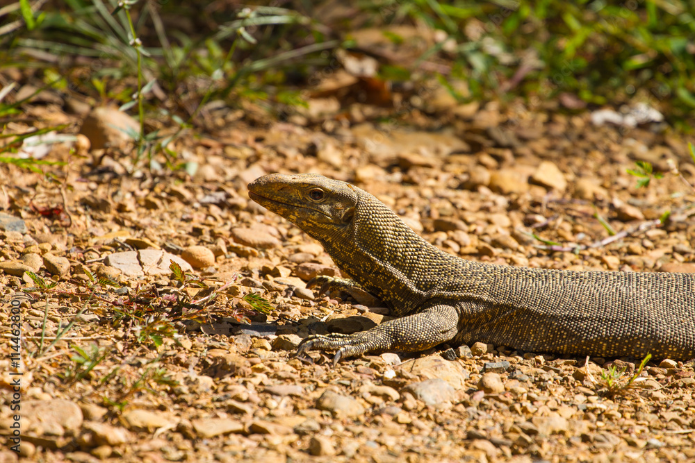 Fototapeta premium Bengal Monitor Lizard in the forest