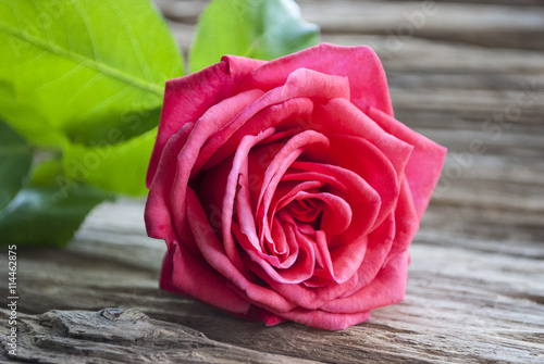 Rote Rose (Rosaceae) auf Treibholz / Holz Hintergrund, Textfreiraum