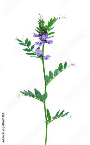 Vicia cracca flower isolated on white background