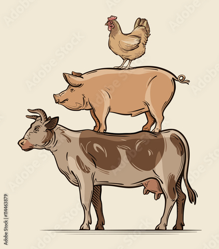 Farm animals. Cow, pig chicken, beef, pork, meat. Vector illustration