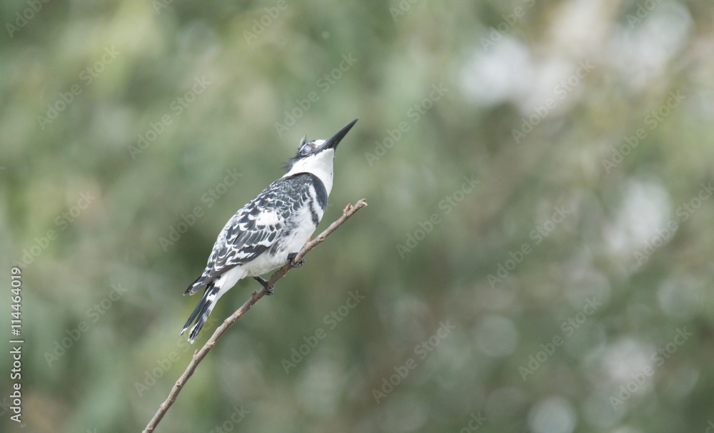 Fototapeta premium Pied King Fisher Bird