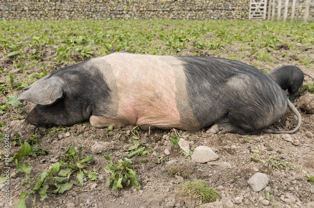 A large Saddleback pig lying down in a muddy field. A large Saddleback pig lying down in a muddy field.