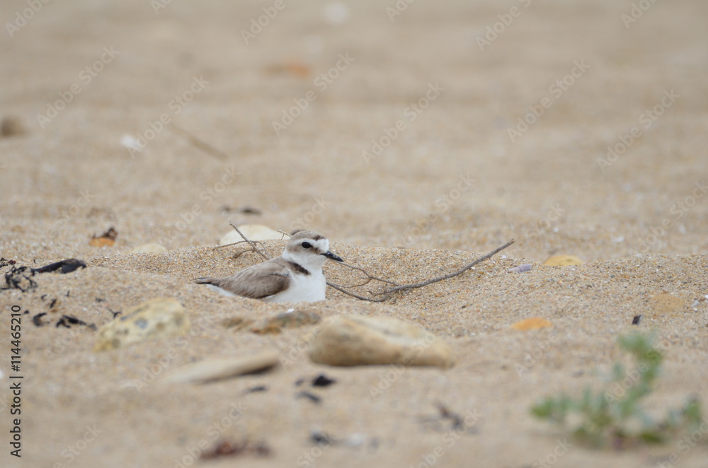 Gravelot à collier interrompu (Charadrius alexandrinus) Gravelot à collier interrompu (Charadrius alexandrinus)