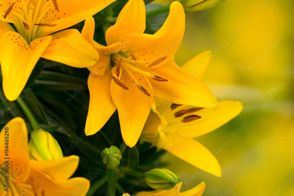 Obraz premium Lily yellow flower with buds on a gray background.