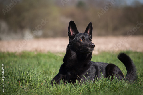 Schwarzer Hund auf grüner Wiese