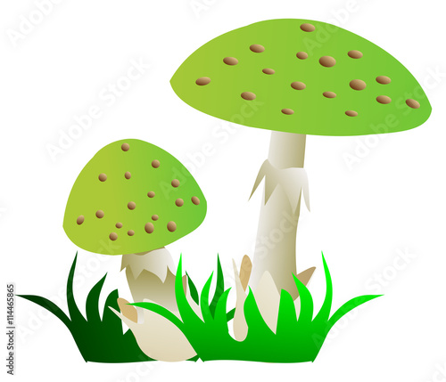 toadstool ,(Amanita phalloides)