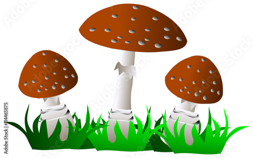 toadstool ,(Amanita pantherina)