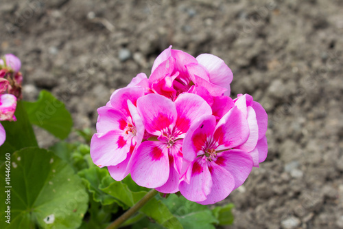 Fototapeta Naklejka Na Ścianę i Meble -  Rosa farbige Pelargonium , blühend in einem Garten im Frühjahr