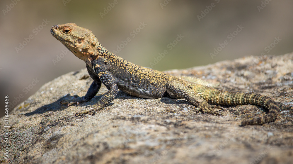 portrait of brown lizard on the rock, Georgia portrait of brown lizard on the rock, Georgia