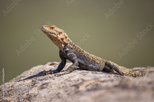 portrait of brown lizard on the rock, Georgia