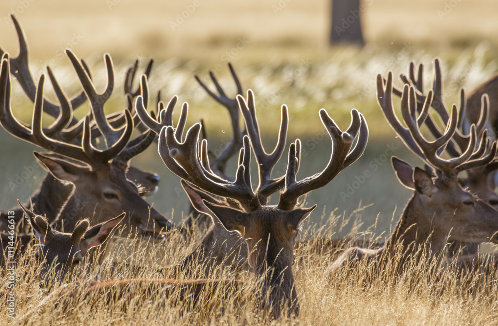 Fototapeta premium Red Deer stags (Cervus elaphus) resting in the long grass, with velvet antlers