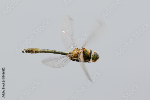 Downy Emerald dragonfly (Cordulia aenea) in flight photo