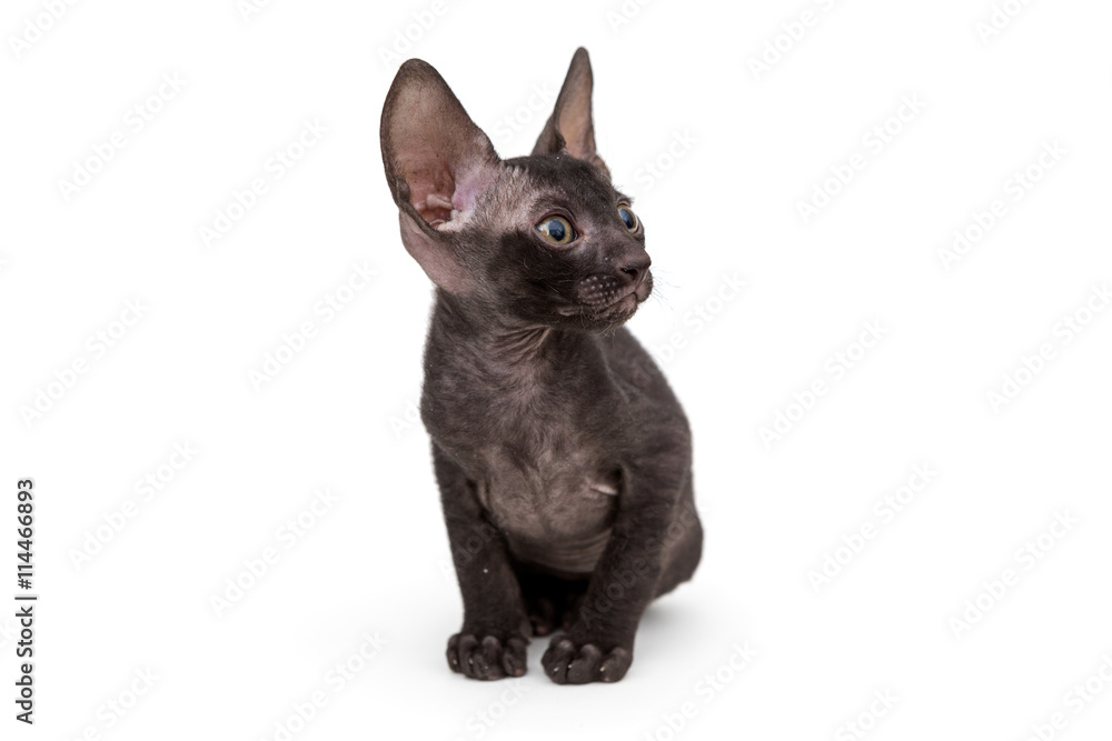 Small kitten black Cornish Rex Small kitten black Cornish Rex