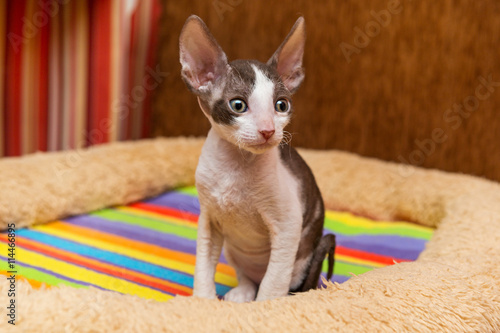 Little kitten Cornish Rex