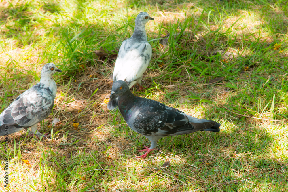 Fototapeta premium Dove walk in the park