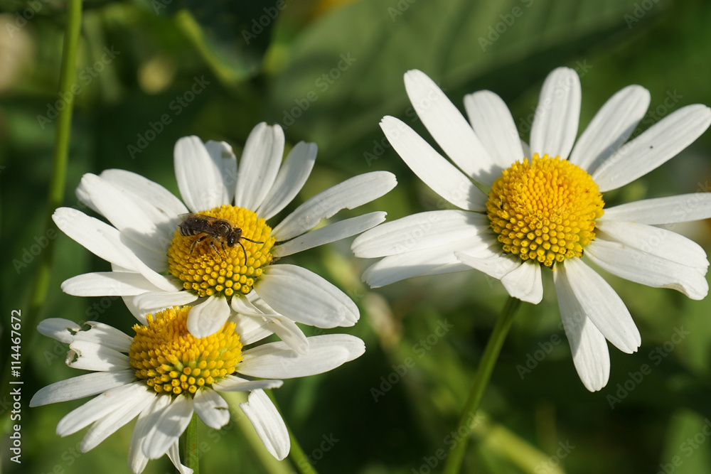 Obraz premium chamomile