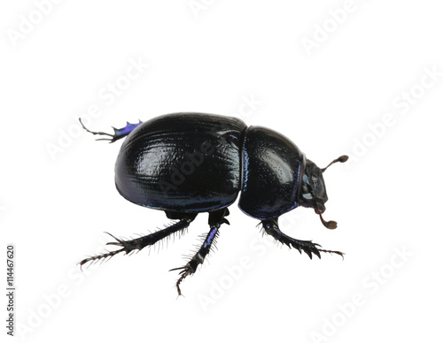 dung Beetle violet black on white background isolated