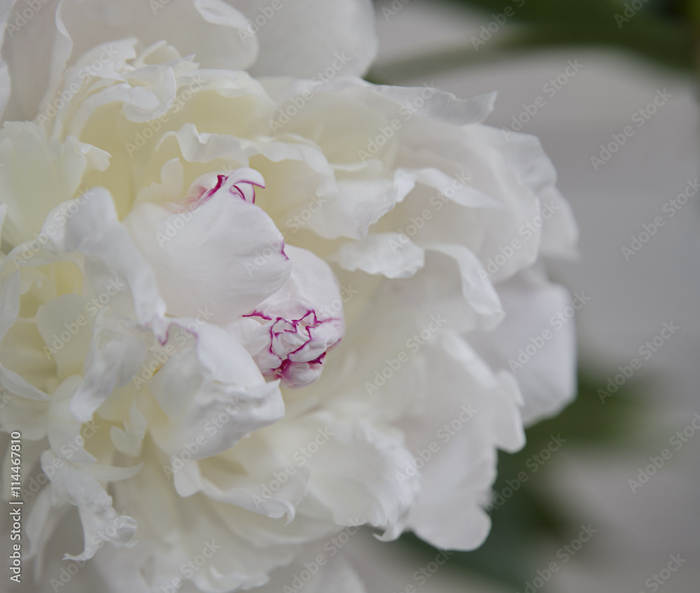 Fototapeta premium White peony with pink streaks