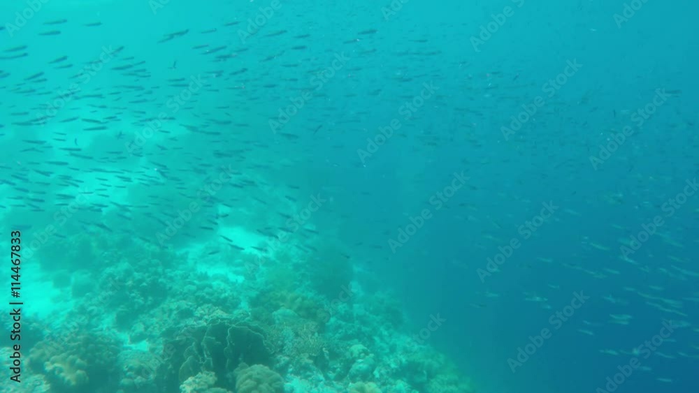 Many reef fish in the tropical sea on a coral reef.tropical underwater world.Diving and snorkeling in the tropical sea.Travel concept,Adventure concept.4K video,ultra HD. Many reef fish in the tropical sea on a coral reef.tropical underwater world.Diving and snorkeling in the tropical sea.Travel concept,Adventure concept.4K video,ultra HD.