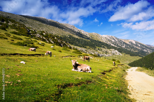 Mountain meadow with cows