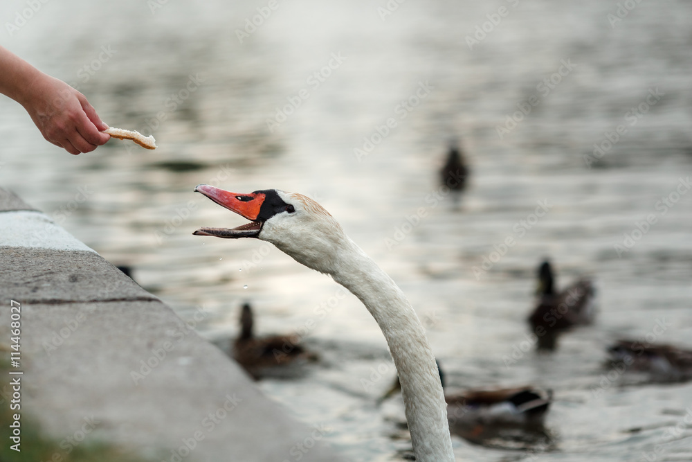 Fototapeta premium White swan on the river