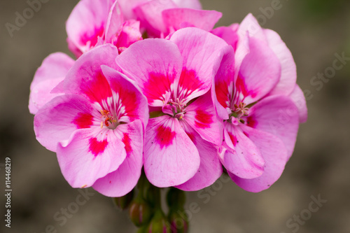 Fototapeta Naklejka Na Ścianę i Meble -  Rosa farbige Pelargonium , blühend in einem Garten im Frühjahr
