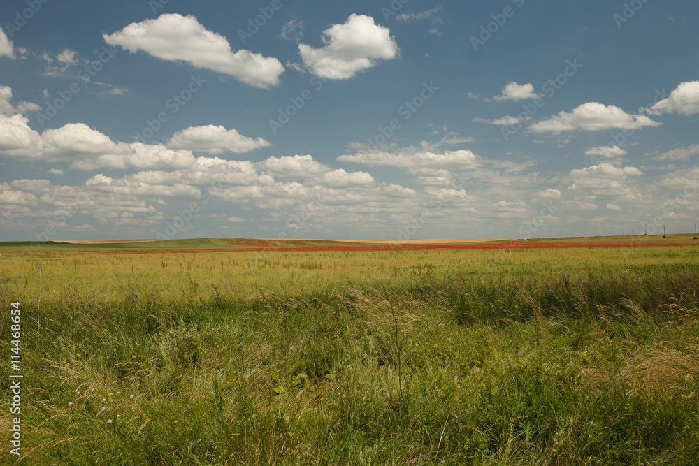 Summer Wild field with green grass and poppies on a background of the sky
