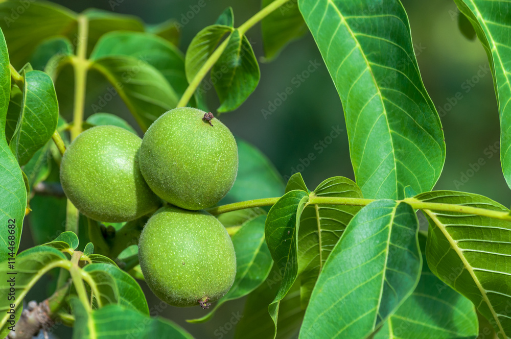 Fresh walnuts on the tree