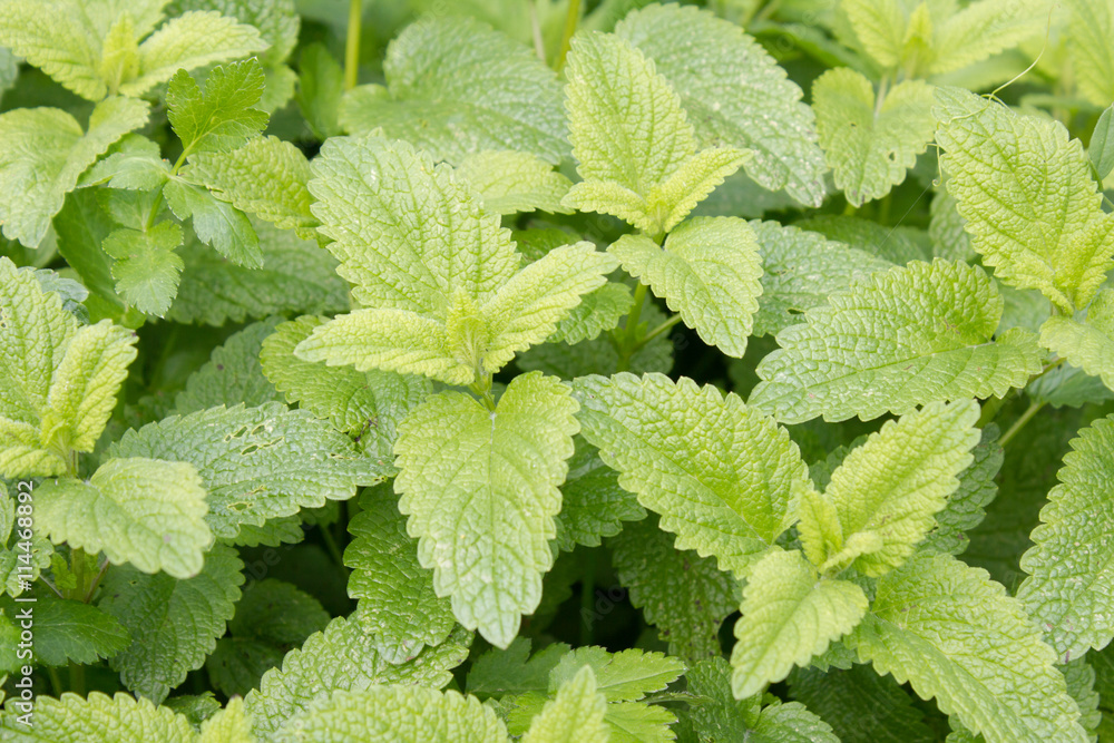 Zitronenmeliasse (Melissa officinalis). Eine beliebte Heilpflanze mit wunderbarem Aroma. Sie wurde Heilpflanze des Jahres 1988 Zitronenmeliasse (Melissa officinalis). Eine beliebte Heilpflanze mit wunderbarem Aroma. Sie wurde Heilpflanze des Jahres 1988