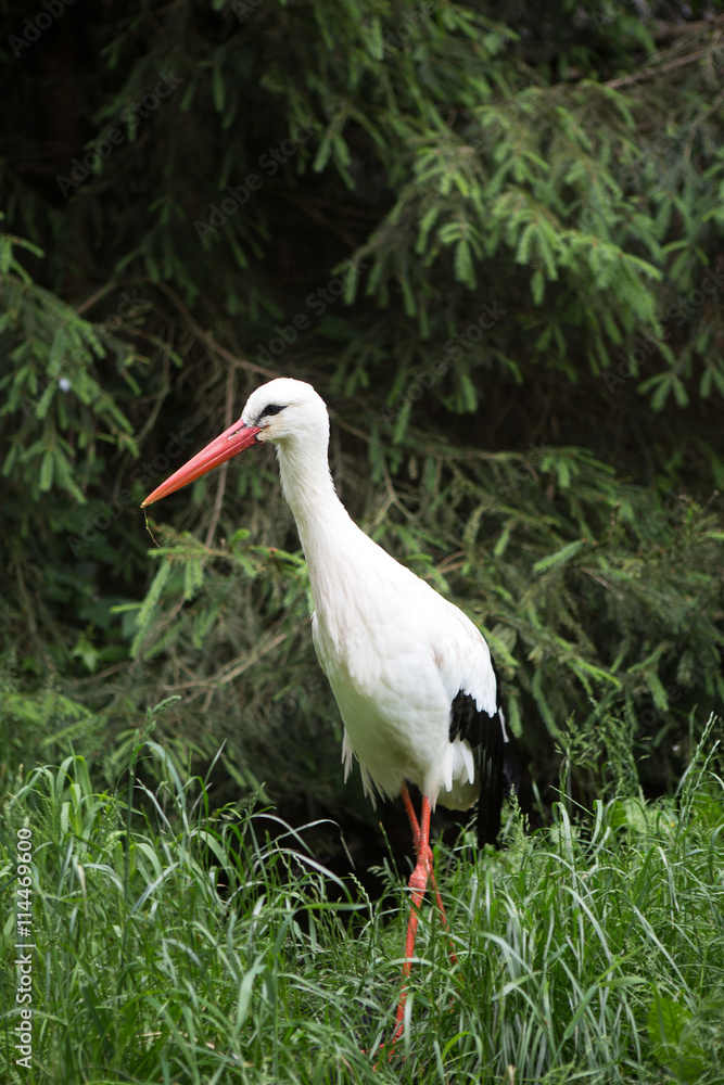 Naklejka premium Weißstorch