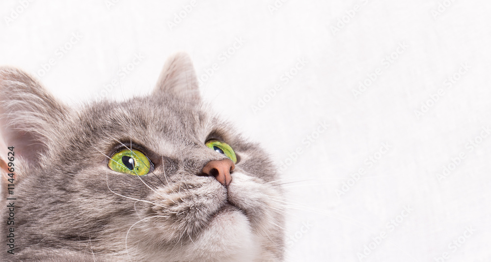 The head of a gray cat with green eyes The head of a gray cat with green eyes