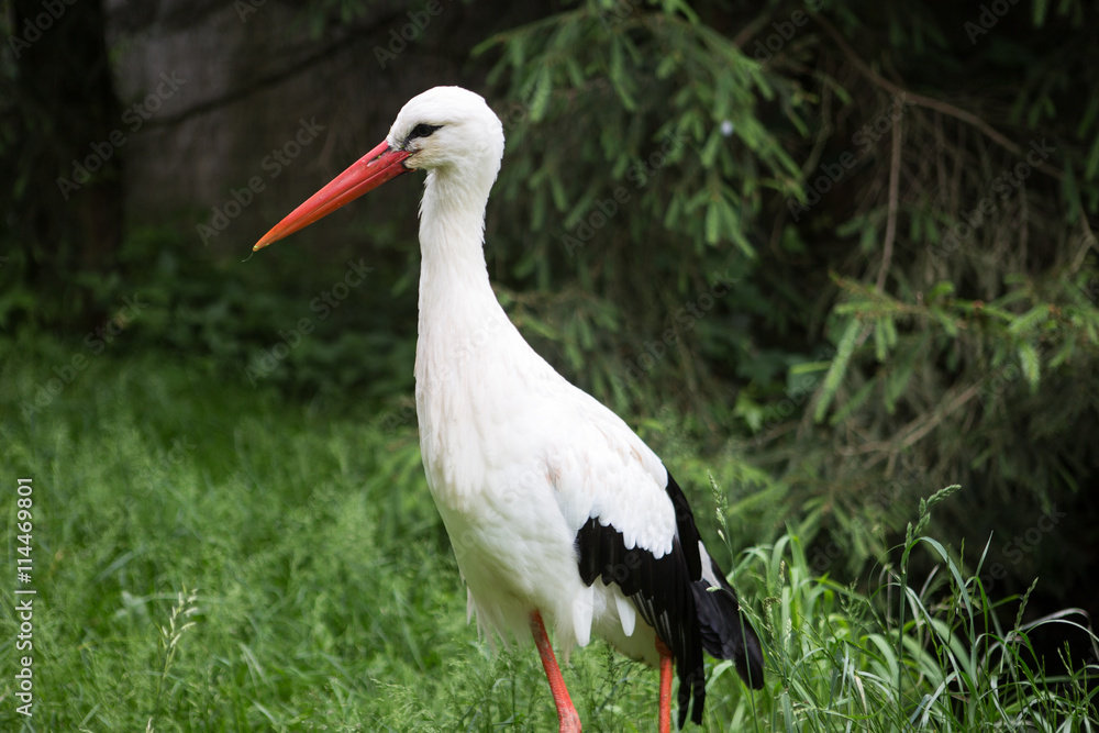 Weißstorch Weißstorch