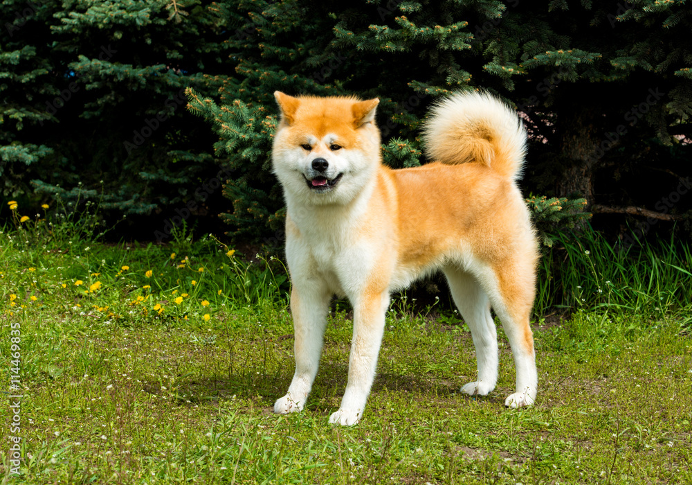 The Japanese Akita Inu looks. The Japanese Akita Inu is in the park.