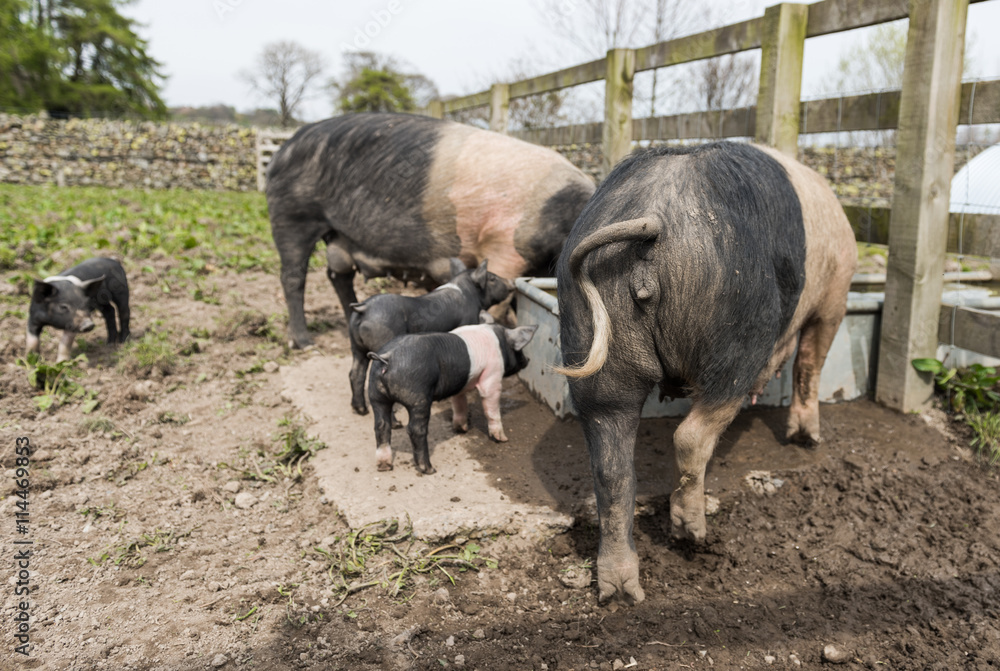 A large Saddleback pig family taking a drink of water from a trough A large Saddleback pig family taking a drink of water from a trough