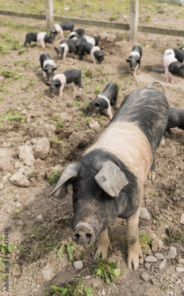 Saddleback pig shot from above, in a muddy field, with piglets in the background Saddleback pig shot from above, in a muddy field, with piglets in the background