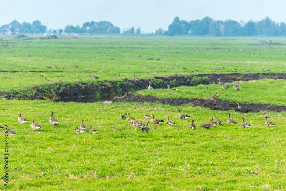 Lots of wild geese searching food on the meadow Lots of wild geese searching food on the meadow