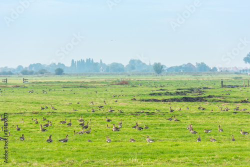 Lots of wild geese searching food on the meadow