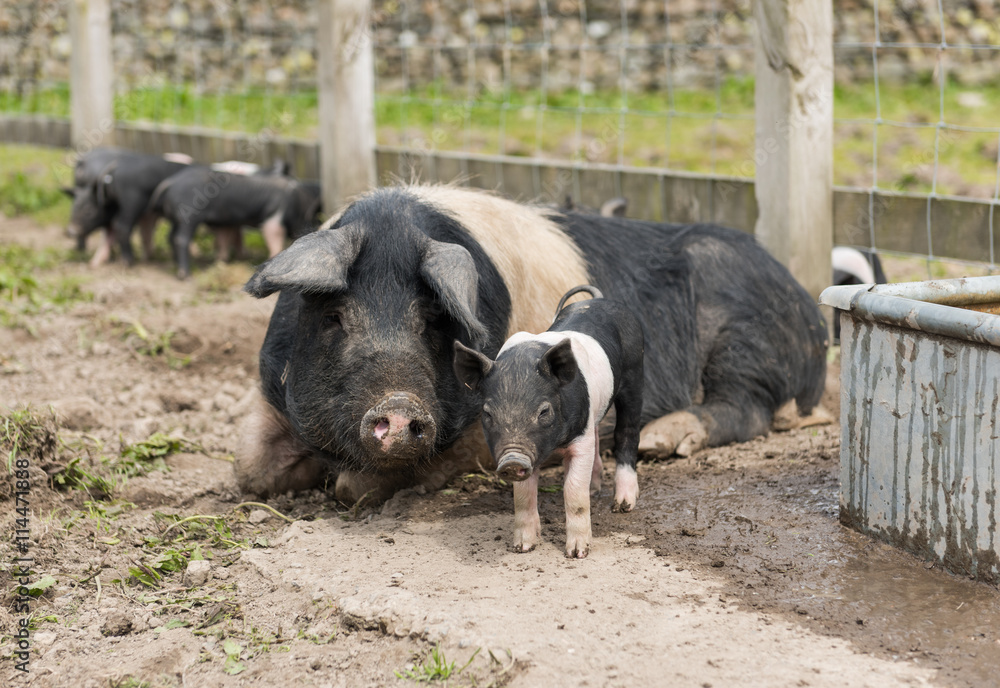 Fototapeta premium Saddleback piglets and mother pig, in a muddy field,looking for food