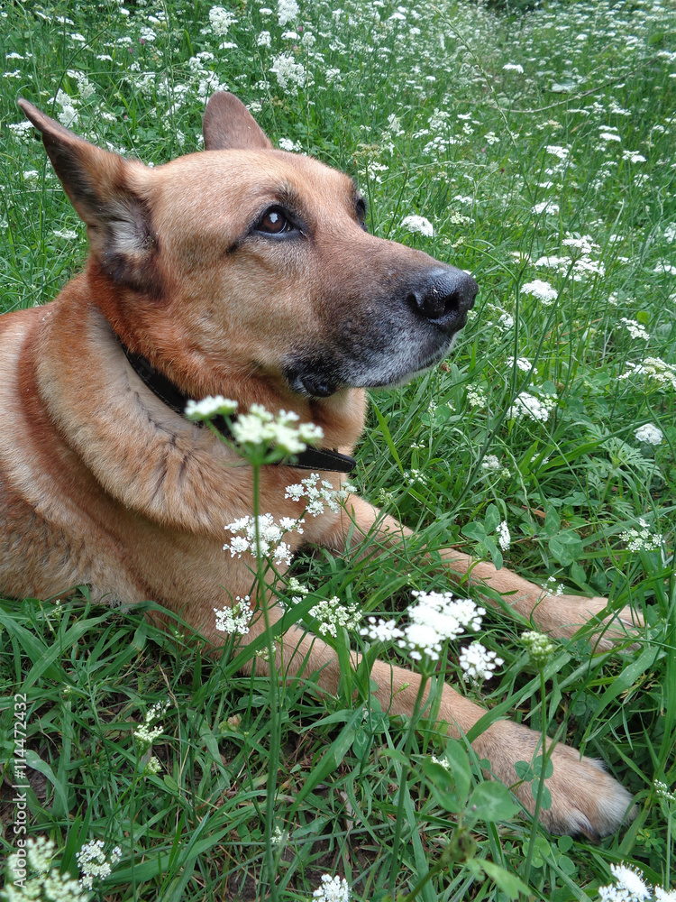 Собака овчарка лежит в зеленой траве среди белых полевых цветов