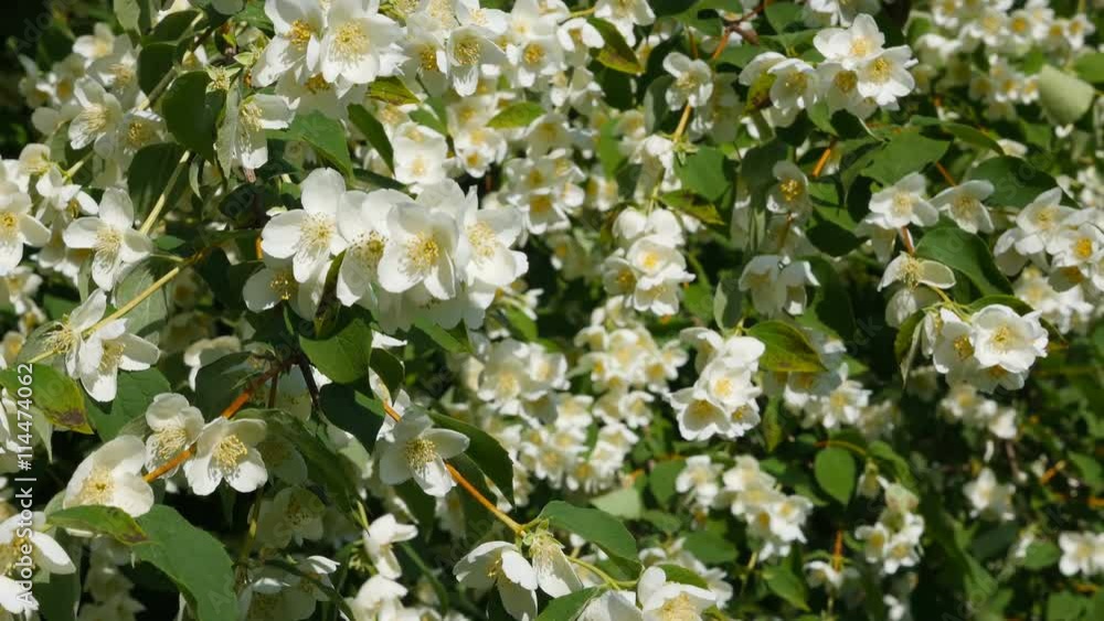 Beautiful jasmine white flowers, summer day. Flowers in the wind (close-up) Beautiful jasmine white flowers, summer day. Flowers in the wind (close-up)