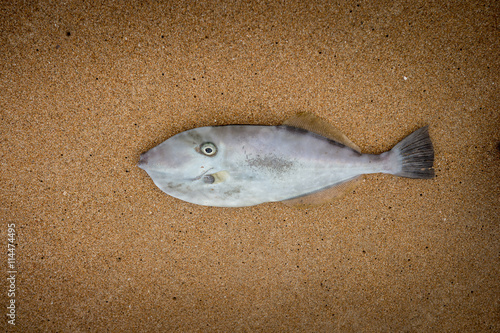 peixe morto em areia
