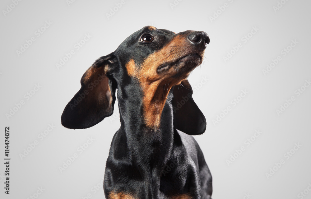 Fototapeta Studio shot of dachshund isolated on gray