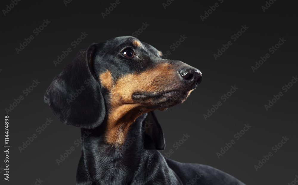 Studio shot of dachshund over dark gray background